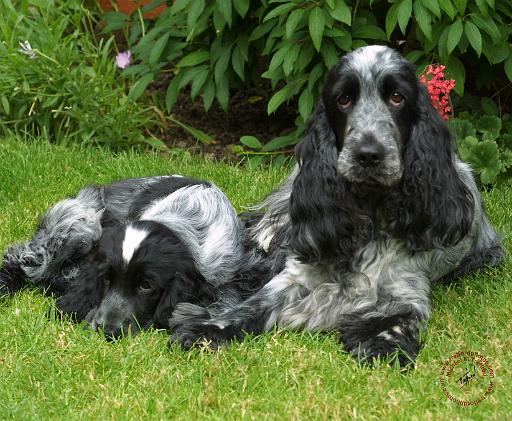 Cocker Spaniel 9W017D-067.JPG